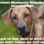 Einen traurigen Rhodesian Ridgeback