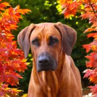 Rhodesian Ridgeback Welpen aus seriöser FCI-Zucht ** Wurfplanung ** Januar 2025