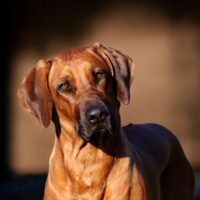 Rhodesian Ridgeback Welpen aus seriöser FCI-Zucht ** Wurfplanung ** Sommer 2025