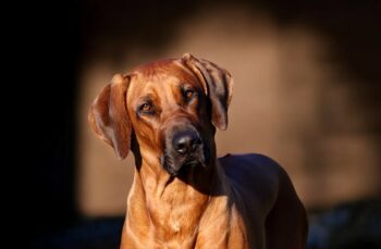 Rhodesian Ridgeback Welpen aus seriöser FCI-Zucht ** Wurfplanung ** Sommer 2025