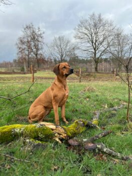 Rhodesian Ridgeback Wurfplanung Frühjahr 2025