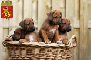 Mehr über den Artikel erfahren Rhodesian Ridgeback Züchter und Welpen in Altenkirchen (Westerwald)