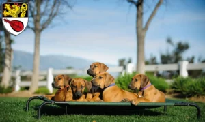 Mehr über den Artikel erfahren Rhodesian Ridgeback Züchter und Welpen in Alzey