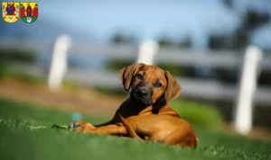 Mehr über den Artikel erfahren Rhodesian Ridgeback Züchter und Welpen in Annaberg-Buchholz