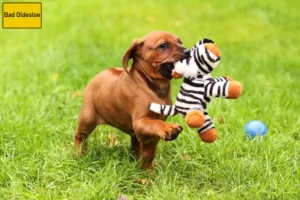 Mehr über den Artikel erfahren Rhodesian Ridgeback Züchter und Welpen in Bad Oldesloe