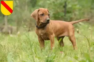 Mehr über den Artikel erfahren Rhodesian Ridgeback Züchter und Welpen in Baden