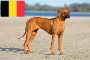 Mehr über den Artikel erfahren Rhodesian Ridgeback Züchter und Welpen in Belgien