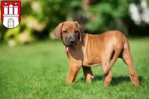 Mehr über den Artikel erfahren Rhodesian Ridgeback Züchter und Welpen in Bergedorf