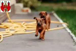 Mehr über den Artikel erfahren Rhodesian Ridgeback Züchter und Welpen in Bernburg (Saale)