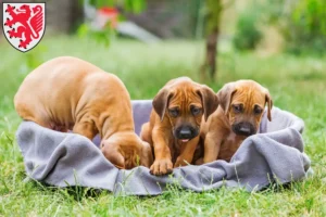 Mehr über den Artikel erfahren Rhodesian Ridgeback Züchter und Welpen in Braunschweig