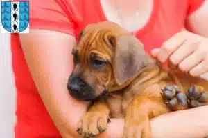 Mehr über den Artikel erfahren Rhodesian Ridgeback Züchter und Welpen in Bregenz