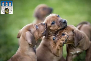 Mehr über den Artikel erfahren Rhodesian Ridgeback Züchter und Welpen in Celle