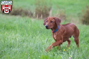 Mehr über den Artikel erfahren Rhodesian Ridgeback Züchter und Welpen in Cham (Oberpfalz)