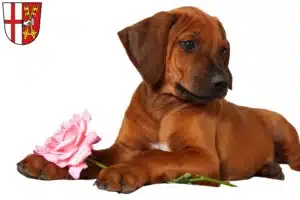 Mehr über den Artikel erfahren Rhodesian Ridgeback Züchter und Welpen in Cochem