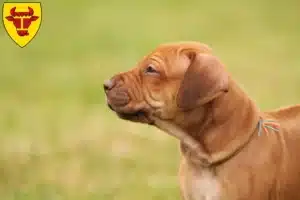 Mehr über den Artikel erfahren Rhodesian Ridgeback Züchter und Welpen in Coesfeld