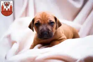 Mehr über den Artikel erfahren Rhodesian Ridgeback Züchter und Welpen in Cottbus