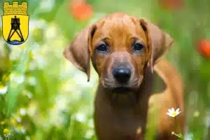 Mehr über den Artikel erfahren Rhodesian Ridgeback Züchter und Welpen in Cuxhaven