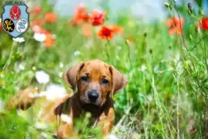 Mehr über den Artikel erfahren Rhodesian Ridgeback Züchter und Welpen in Dachau