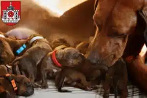 Mehr über den Artikel erfahren Rhodesian Ridgeback Züchter und Welpen in Detmold