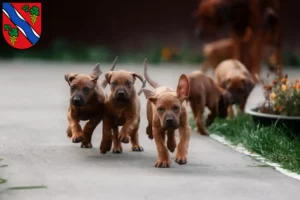 Mehr über den Artikel erfahren Rhodesian Ridgeback Züchter und Welpen in Dietzenbach