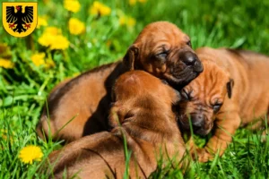 Mehr über den Artikel erfahren Rhodesian Ridgeback Züchter und Welpen in Dortmund