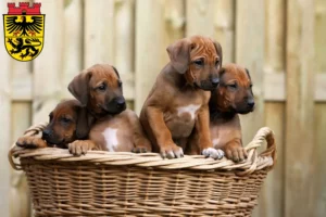 Mehr über den Artikel erfahren Rhodesian Ridgeback Züchter und Welpen in Düren