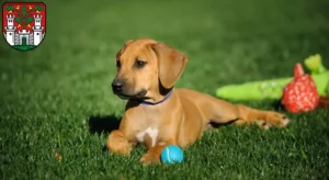 Mehr über den Artikel erfahren Rhodesian Ridgeback Züchter und Welpen in Eichstätt