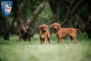 Mehr über den Artikel erfahren Rhodesian Ridgeback Züchter und Welpen in Eisenach