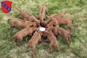 Mehr über den Artikel erfahren Rhodesian Ridgeback Züchter und Welpen in Erbach (Odenwald)