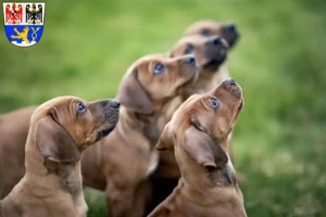 Mehr über den Artikel erfahren Rhodesian Ridgeback Züchter und Welpen in Erlangen