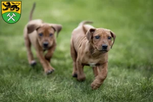 Mehr über den Artikel erfahren Rhodesian Ridgeback Züchter und Welpen im Erzgebirge