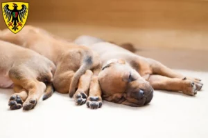 Mehr über den Artikel erfahren Rhodesian Ridgeback Züchter und Welpen in Esslingen am Neckar