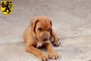 Mehr über den Artikel erfahren Rhodesian Ridgeback Züchter und Welpen in Frechen