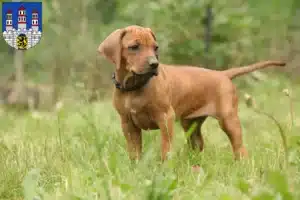 Mehr über den Artikel erfahren Rhodesian Ridgeback Züchter und Welpen in Freiberg