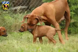 Mehr über den Artikel erfahren Rhodesian Ridgeback Züchter und Welpen in Freising