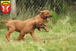 Mehr über den Artikel erfahren Rhodesian Ridgeback Züchter und Welpen in Freudenstadt