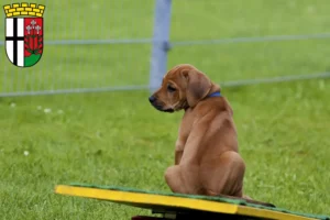 Mehr über den Artikel erfahren Rhodesian Ridgeback Züchter und Welpen in Fulda