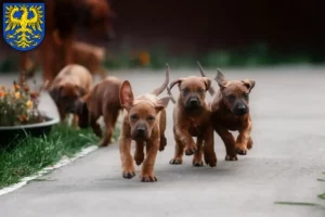 Mehr über den Artikel erfahren Rhodesian Ridgeback Züchter und Welpen in Germersheim