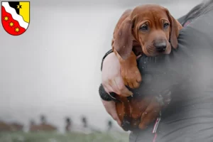 Mehr über den Artikel erfahren Rhodesian Ridgeback Züchter und Welpen in Glarus