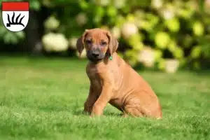 Mehr über den Artikel erfahren Rhodesian Ridgeback Züchter und Welpen in Göppingen