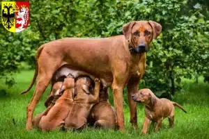 Mehr über den Artikel erfahren Rhodesian Ridgeback Züchter und Welpen in Görlitz