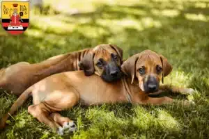 Mehr über den Artikel erfahren Rhodesian Ridgeback Züchter und Welpen in Gotha