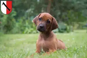 Mehr über den Artikel erfahren Rhodesian Ridgeback Züchter und Welpen in Halberstadt