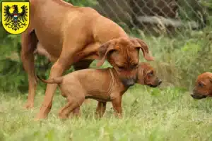 Mehr über den Artikel erfahren Rhodesian Ridgeback Züchter und Welpen in Heilbronn