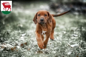 Mehr über den Artikel erfahren Rhodesian Ridgeback Züchter und Welpen in Herzberg (Elster)