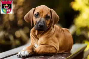 Mehr über den Artikel erfahren Rhodesian Ridgeback Züchter und Welpen in Hofheim am Taunus