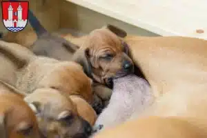 Mehr über den Artikel erfahren Rhodesian Ridgeback Züchter und Welpen in Kelheim