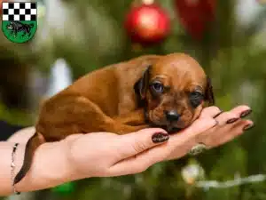 Mehr über den Artikel erfahren Rhodesian Ridgeback Züchter und Welpen in Kirchheimbolanden