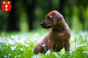 Mehr über den Artikel erfahren Rhodesian Ridgeback Züchter und Welpen in Kleve