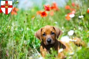 Mehr über den Artikel erfahren Rhodesian Ridgeback Züchter und Welpen in Koblenz